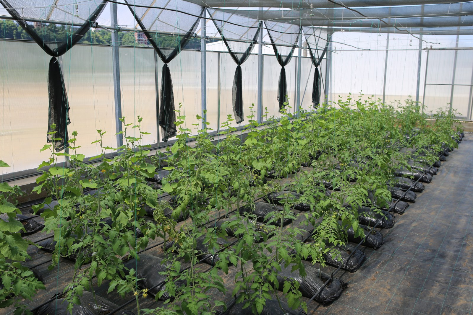 Polikarbon Sera Projemiz