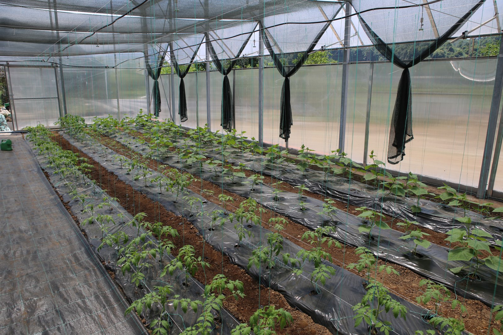 Polikarbon Sera Projemiz