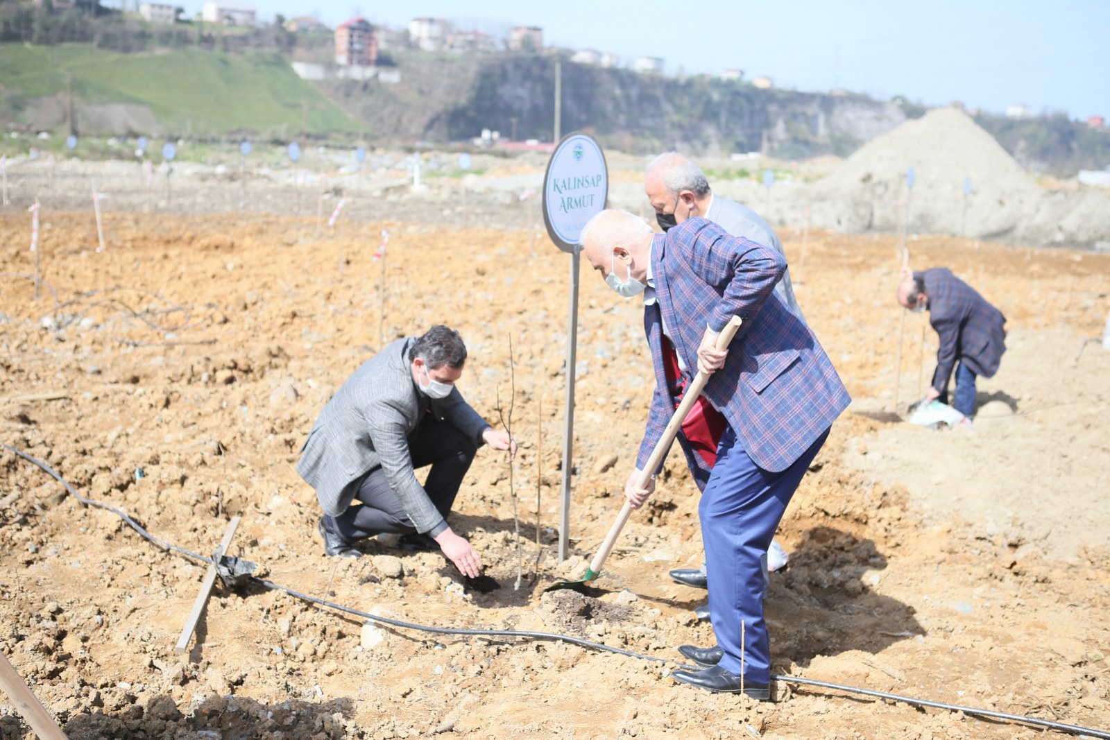 Belediyemiz Bölgemizdeki Armut Çeşitlerini Koruma Altına Alıyor.