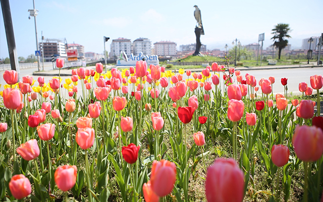 Ardeşen'de Lale Zamanı