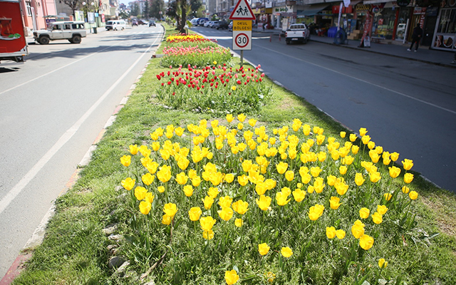 Ardeşen'de Lale Zamanı
