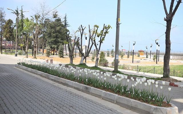 Ardeşen'de Lale Zamanı