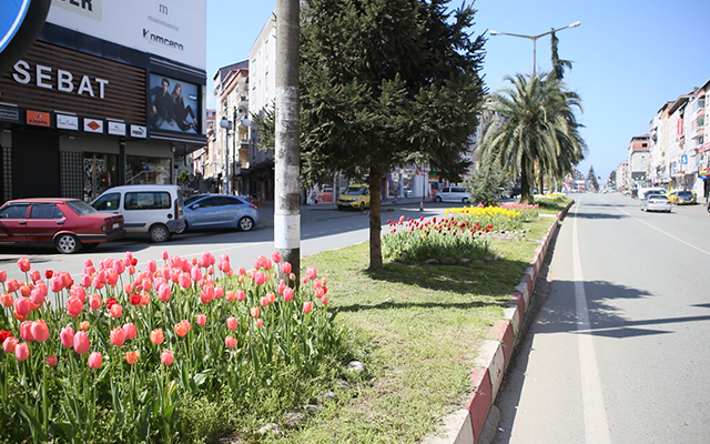 Ardeşen'de Lale Zamanı