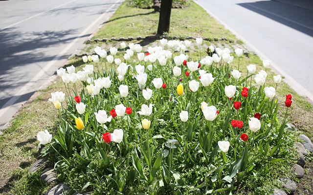 Ardeşen'de Lale Zamanı