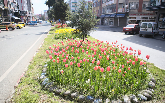Ardeşen'de Lale Zamanı