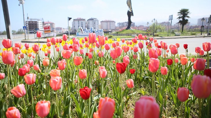 Ardeşen'de Lale Zamanı